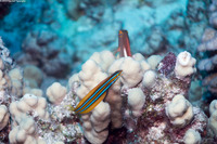 Plagiotremus ewaensis (Ewa Fang Blenny)