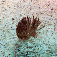 Symploca hydnoides (Brush Seaweed)