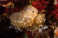 Halgerda terramtuentis (Gold Lace Nudibranch)