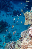 Chromis vanderbilti (Blackfin Chromis)