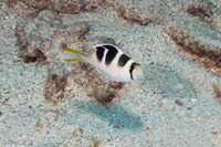 Monotaxis grandoculis (Humpnose Bigeye Bream)