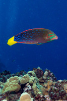 Coris gaimard (Yellowtail Coris)