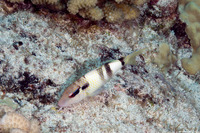 Parupeneus multifasciatus (Manybar Goatfish)
