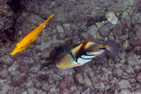 Rhinecanthus aculeatus (Lagoon Triggerfish)