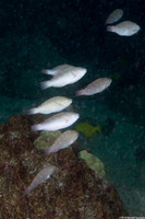 Scarus psittacus (Palenose Parrotfish)