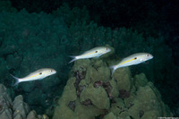 Mulloidichthys flavolineatus (Yellowstripe Goatfish)
