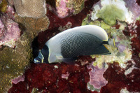 Chaetodon reticulatus (Reticulated Butterflyfish)