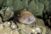 Plectroglyphidodon marginatus (Hawaiian Gregory)