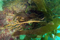 Syngnathus leptorhynchus (Bay Pipefish)