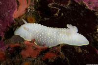 Cadlina luteomarginata (Yellow Margin Cadlina)