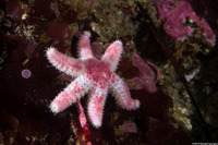 Leptasterias hexactis (Six-Arm Star)