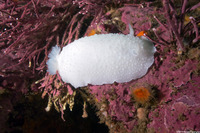 Doris odhneri (White Knight Dorid)
