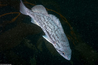 Sebastes mystinus (Blue Rockfish)