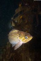 Sebastes atrovirens (Kelp Rockfish)