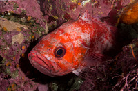 Sebastes miniatus (Vermilion Rockfish)