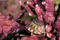 Tegula pulligo (Brown Turban Snail)