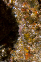 Tritonia festiva (Diamondback Tritonia)