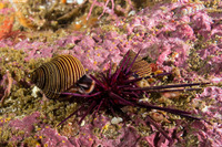 Calliostoma ligatum (Blue Top Snail)