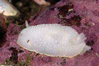 Cadlina luteomarginata (Yellow Margin Cadlina)