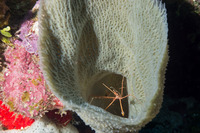 Stenorhynchus seticornis (Yellowline Arrow Crab)