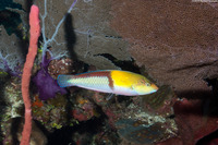 Halichoeres garnoti (Yellowhead Wrasse)