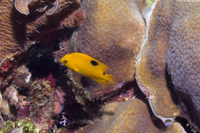 Stegastes planifrons (Threespot Damselfish)