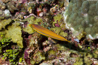 Halichoeres garnoti (Yellowhead Wrasse)