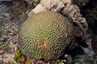 Colpophyllia natans (Boulder Brain Coral)