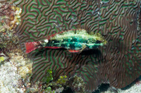 Sparisoma aurofrenatum (Redband Parrotfish)