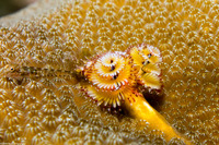 Starksia nanodes (Dwarf Shy Blenny)