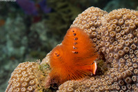 Spirobranchus giganteus (Christmas Tree Worm)