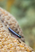 Elacatinus lobeli (Caribbean Neon Goby)