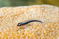 Elacatinus lobeli (Caribbean Neon Goby)