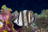 Chaetodon striatus (Banded Butterflyfish)