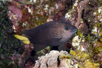 Microspathodon chrysurus (Yellowtail Damselfish)