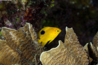 Stegastes planifrons (Threespot Damselfish)