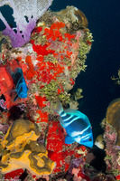 Hypoplectrus indigo (Indigo Hamlet)