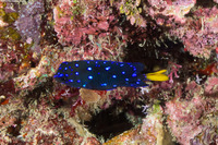 Microspathodon chrysurus (Yellowtail Damselfish)