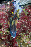 Haemulon macrostomum (Spanish Grunt)