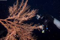 Antillogorgia sp.1 (Sea Plume)