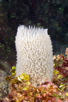 Niphates digitalis (Pink Vase Sponge)