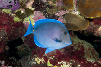 Acanthurus coeruleus (Blue Tang)