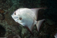 Chaetodipterus faber (Atlantic Spadefish)