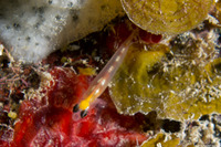 Coryphopterus hyalinus (Glass Goby)