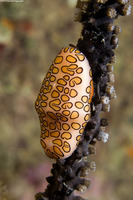 Cyphoma gibbosum (Flamingo Tongue)