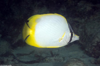 Chaetodon ocellatus (Spotfin Butterflyfish)
