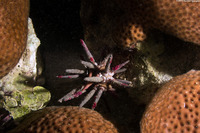 Eucidaris tribuloides (Slatepencil Urchin)