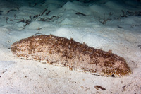 Astichopus multifidus (Furry Sea Cucumber)