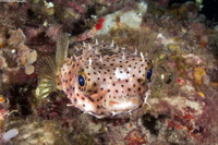 Chilomycterus antennatus (Bridled Burrfish)