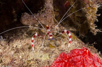 Stenopus hispidus (Banded Coral Shrimp)